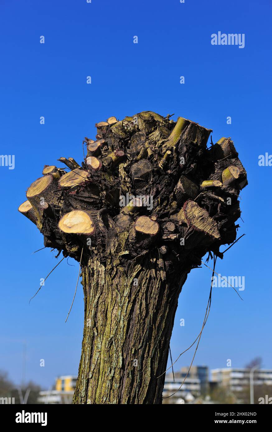 Beschnittete pollard-Weide mit einem strahlend blauen Himmel im Hintergrund Stockfoto