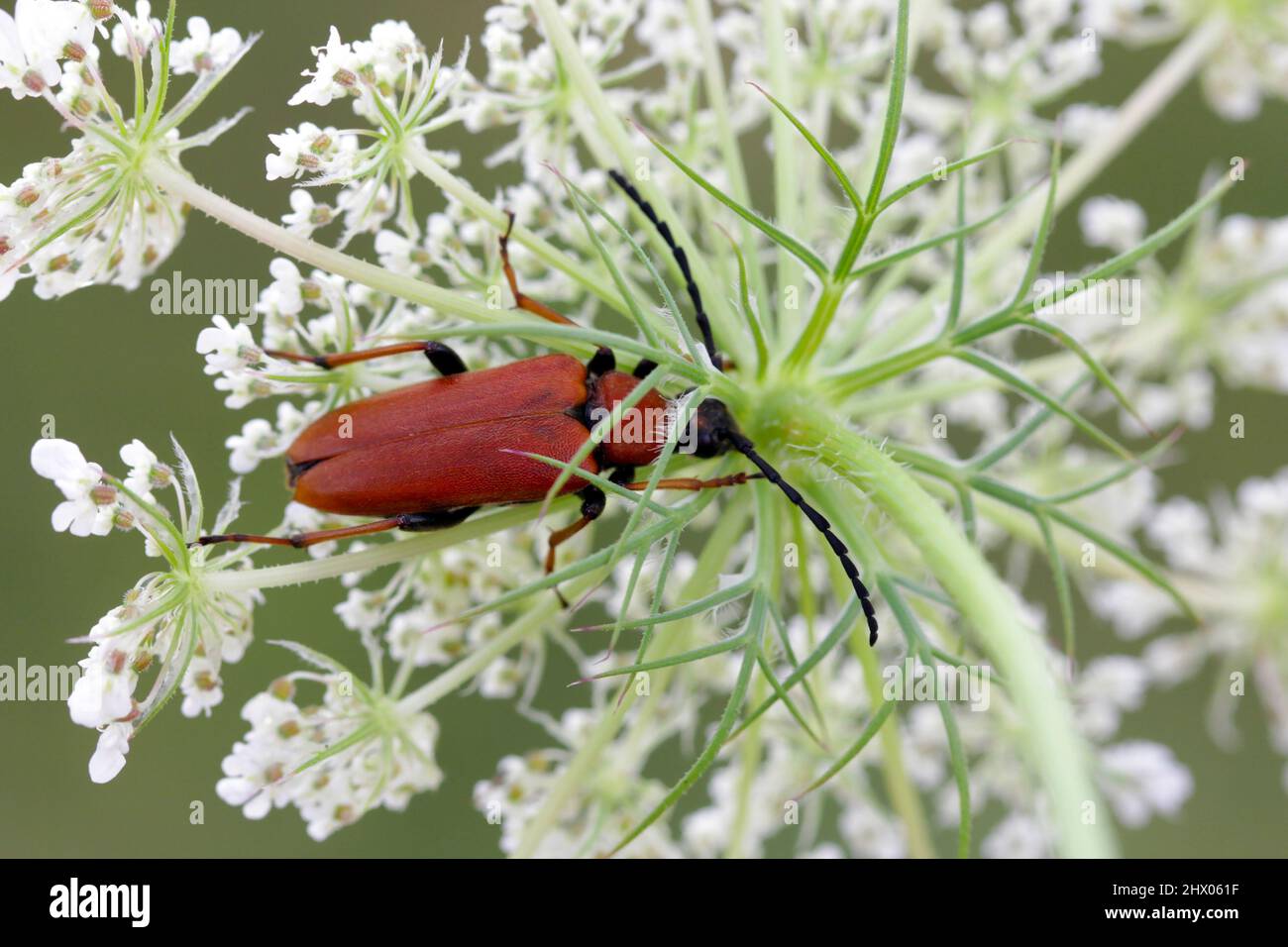 Weibchen des rotbraunen Longhorn-Käfer (Stictoleptura rubra) auf Blüte. Stockfoto