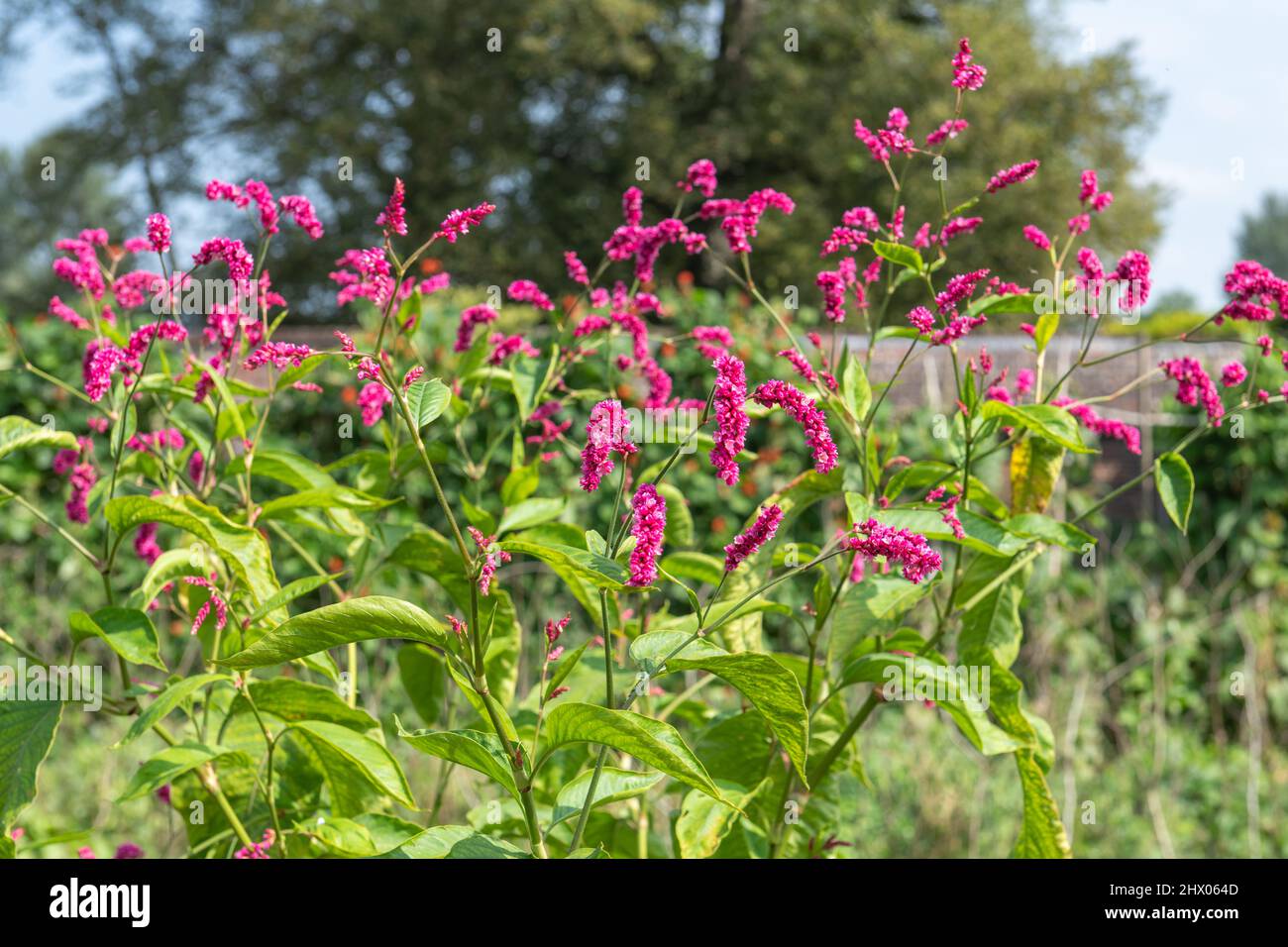 Nahaufnahme von blühenden roten Bistorblüten (Bistorta amplexicaulis) Stockfoto