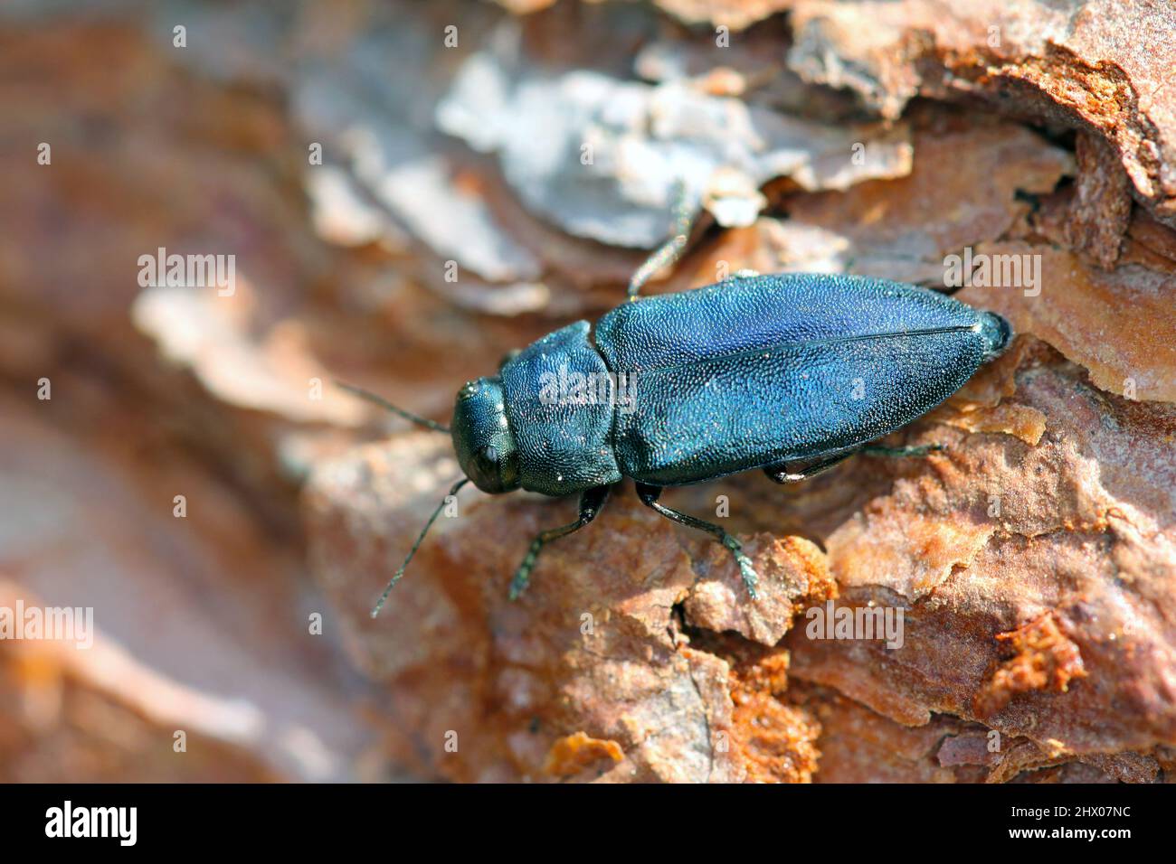 Stahlblauer Edelkäfer Phaenops cyanea auf Kiefernrinde. Es ist ein Pest von Kiefern aus der Familie Buprestidae, bekannt als Edelkäfer oder metallische Holzbohrer Stockfoto