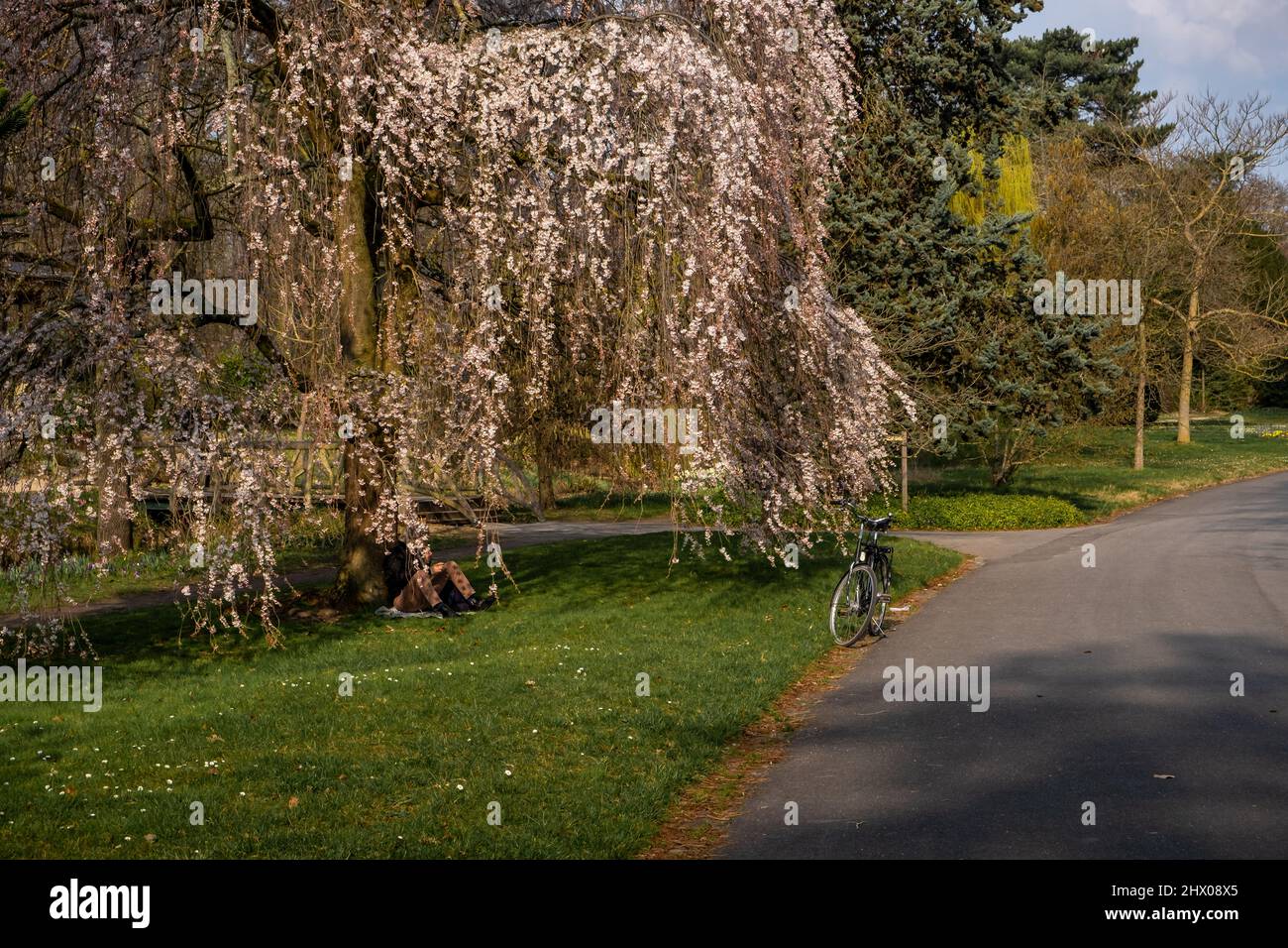 Ein Mann, der sich im Park Pre Catelan in Paris an einen blühenden Baum lehnt und sich abkühlt Stockfoto