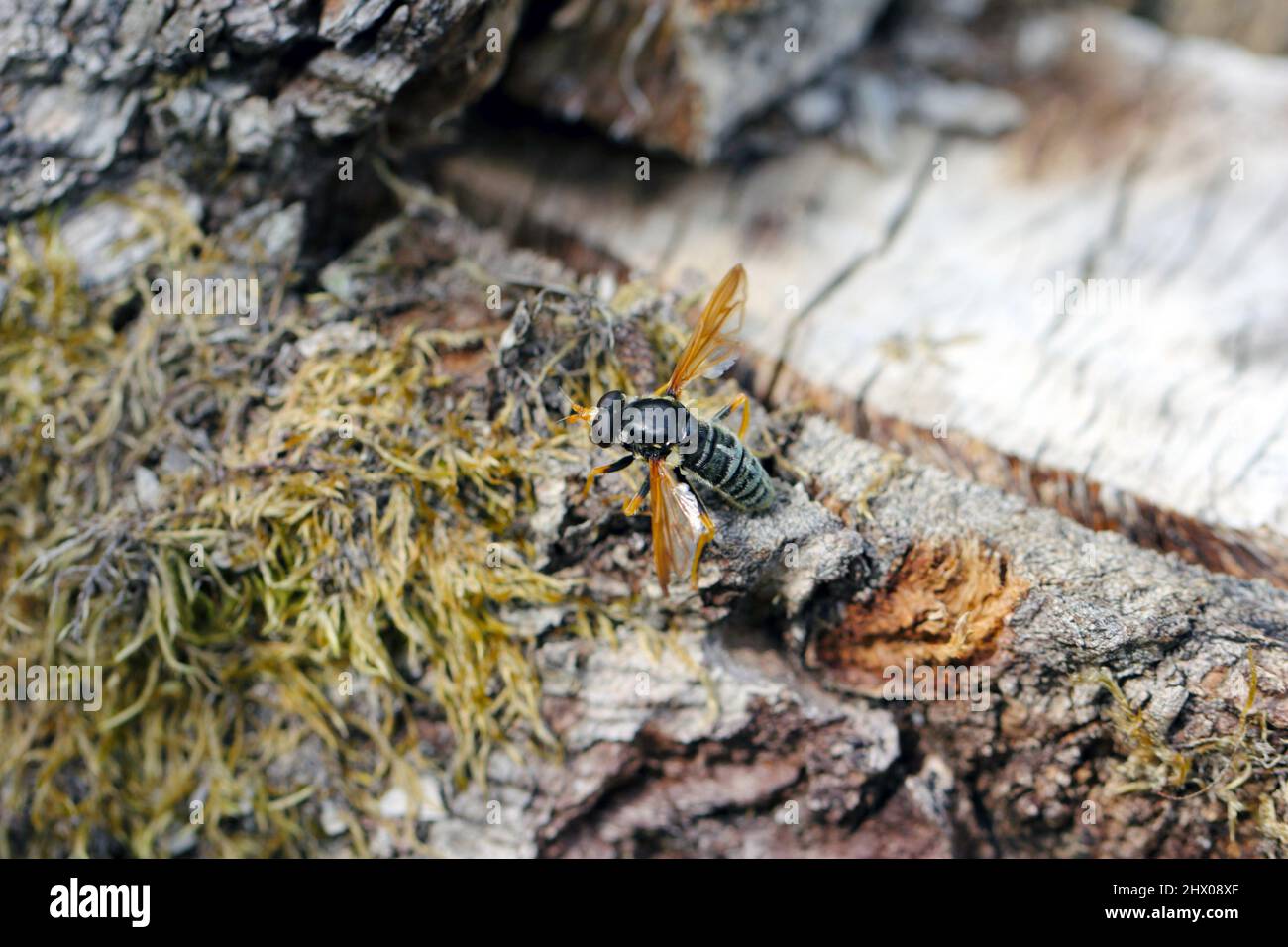 Calliprobola speciosa ist eine paläarktische Schwebfliege. Es ist ein alter Waldbioindikator, ein seltenes und geschütztes Insekt. Stockfoto