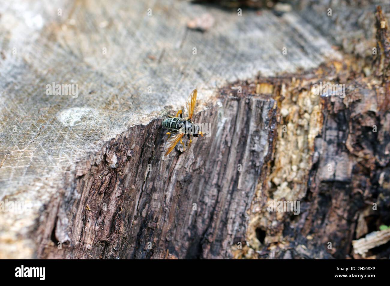 Calliprobola speciosa ist eine paläarktische Schwebfliege. Es ist ein alter Waldbioindikator, ein seltenes und geschütztes Insekt. Stockfoto