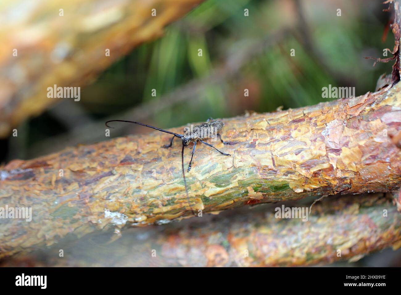 Der Kiefer-sawyer-Käfer, auch als der schwarze Kiefer-sawyer-Käfer - Monochamus galloprovincialis bezeichnet. Es ist eine Pest von Kiefern in Wäldern. Stockfoto