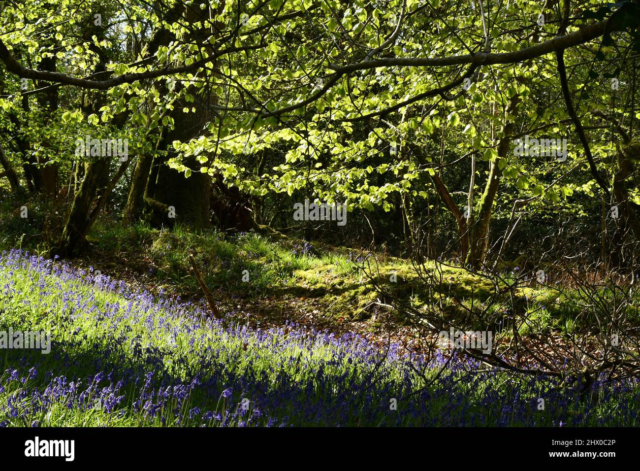 Bluebells unter Backlit-Buchenblättern im Schatten eines uralten Mischwaldes in Somerset.UK Stockfoto