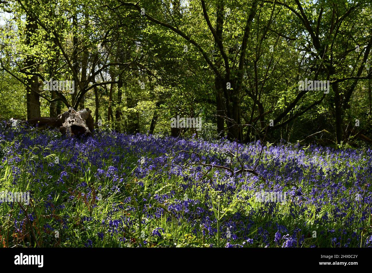 Bluebelt um einen verfaulenden Baumstamm im getupften Schatten Eines alten Mischwaldes in Somerset.UK Stockfoto