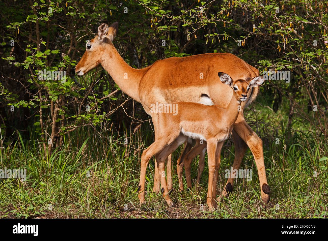 Impala ewe (Aepyceros melampus) mit Lamm 15231 Stockfoto