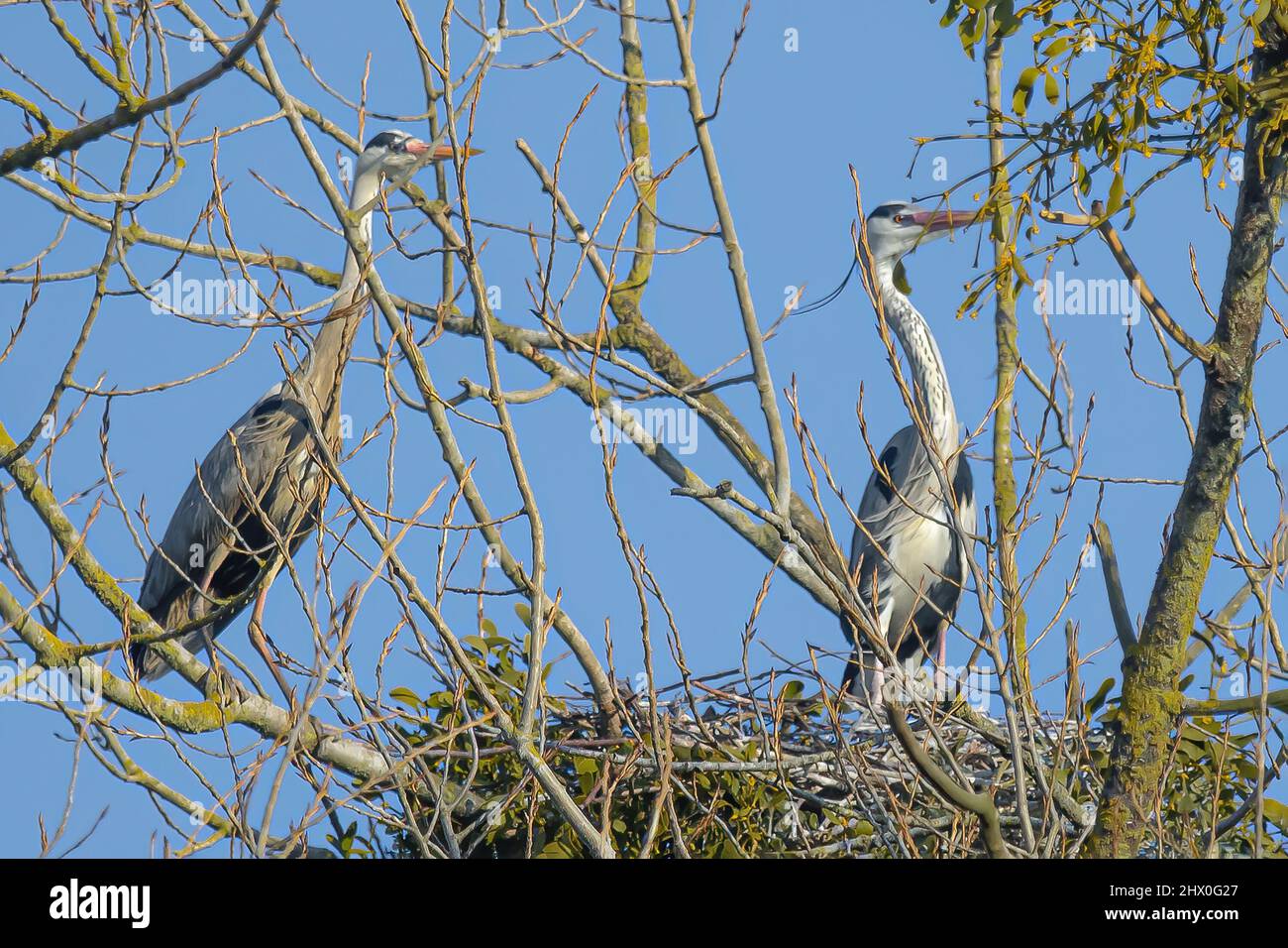 Hérons cendrés dans leur héronnière Stockfoto