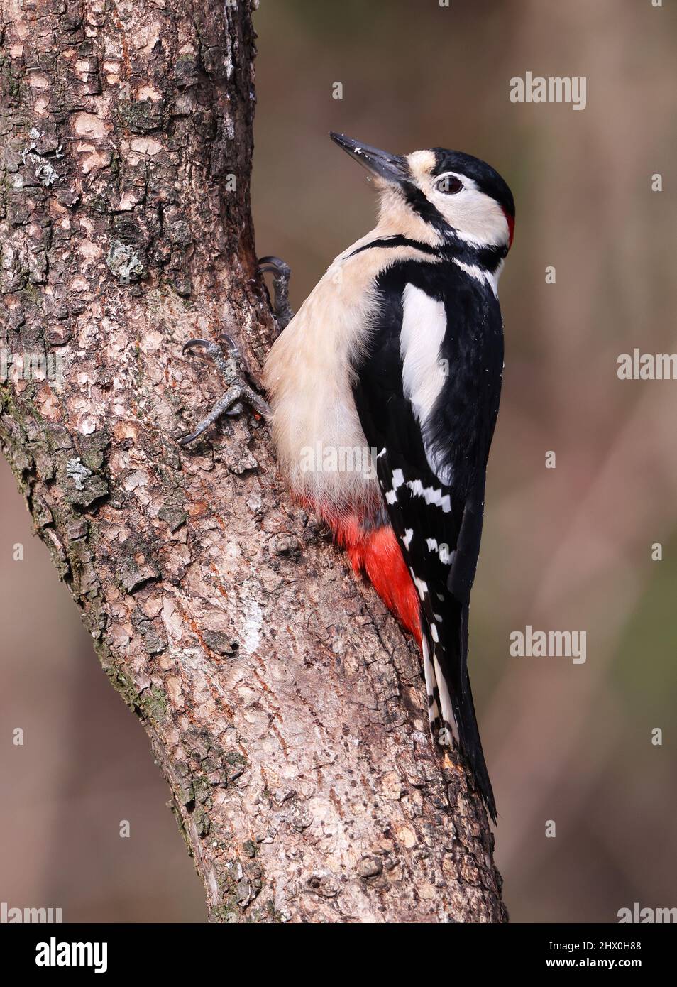 Männchen großer Specht auf der Suche nach Nahrung auf einem Baum Kofferraum Stockfoto