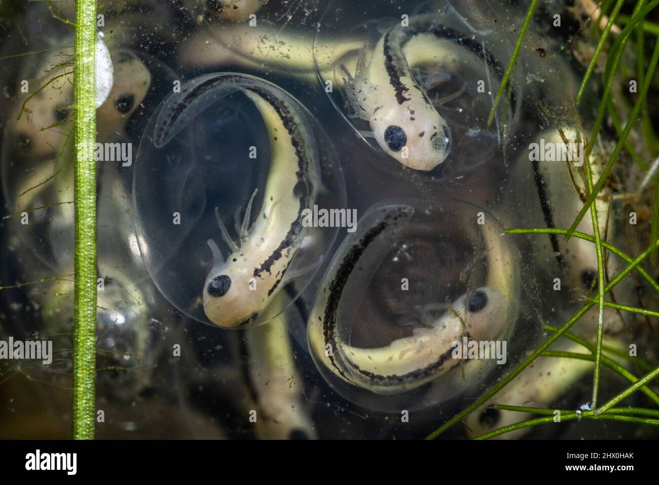 In einem Süßwasserteich entwickeln sich kalifornische Larvenmolche (Taricha torosa) im Inneren des Eierkuppels, die Larvenamphibien schlüpfen bald und schwimmen davon. Stockfoto