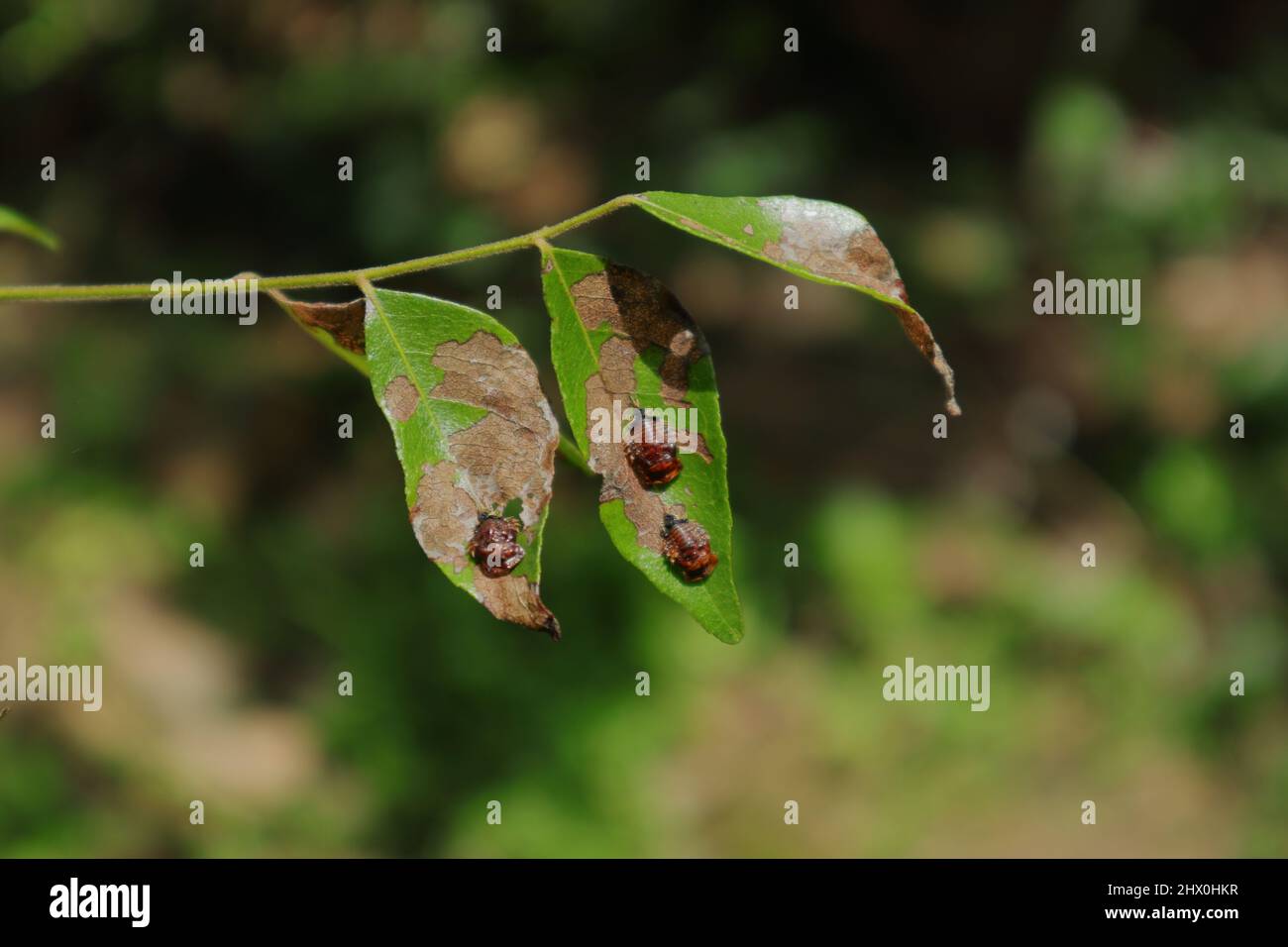 Nahaufnahme eines mit Schädlingen infizierten, mit einem Blatt befallenen, mit Schildkröten befallenen, Blatt-Faltblatt Stockfoto