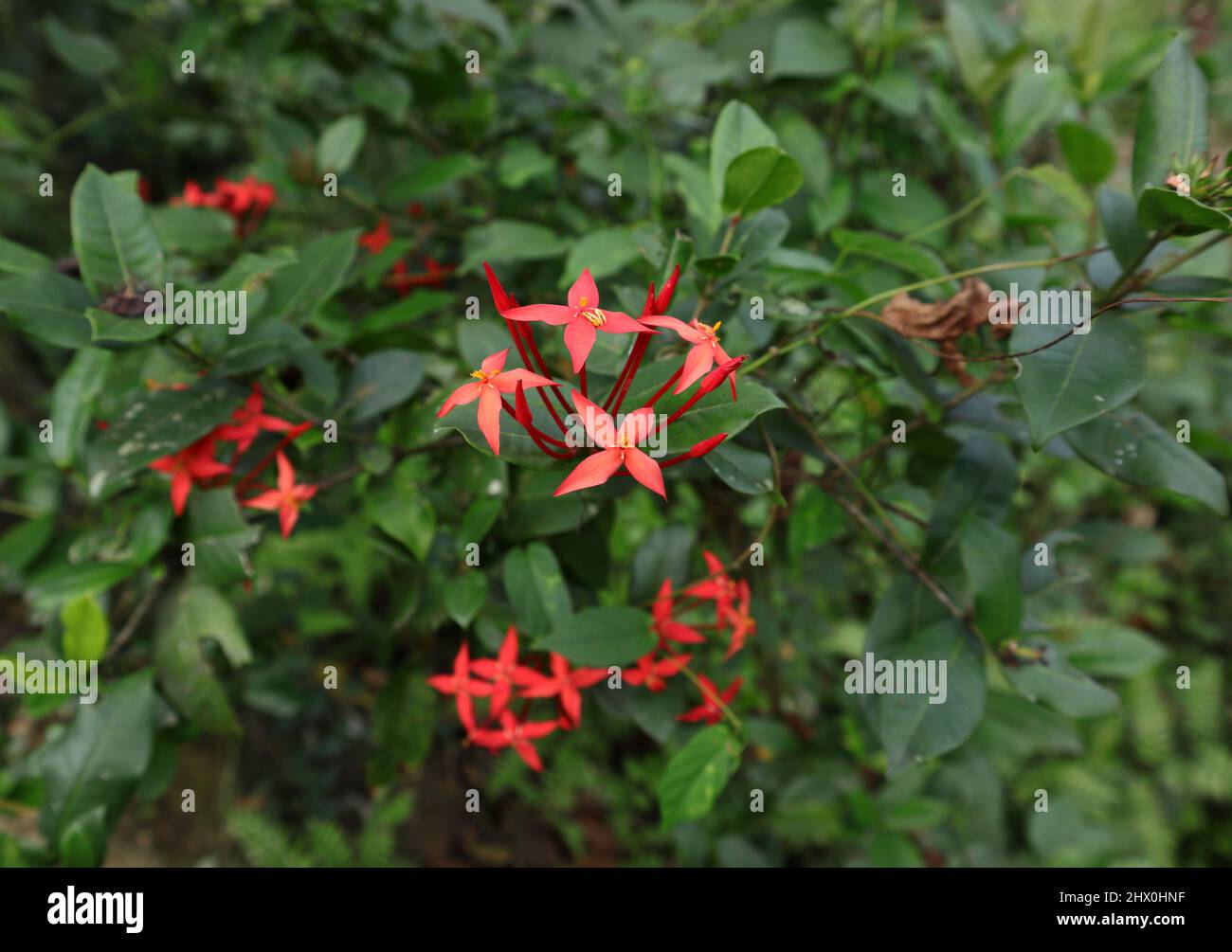 Nahaufnahme eines roten Ixora-Coccinea-Blütenstaufens mit deutlich sichtbarem Pollen und blühbereiten Knospen Stockfoto