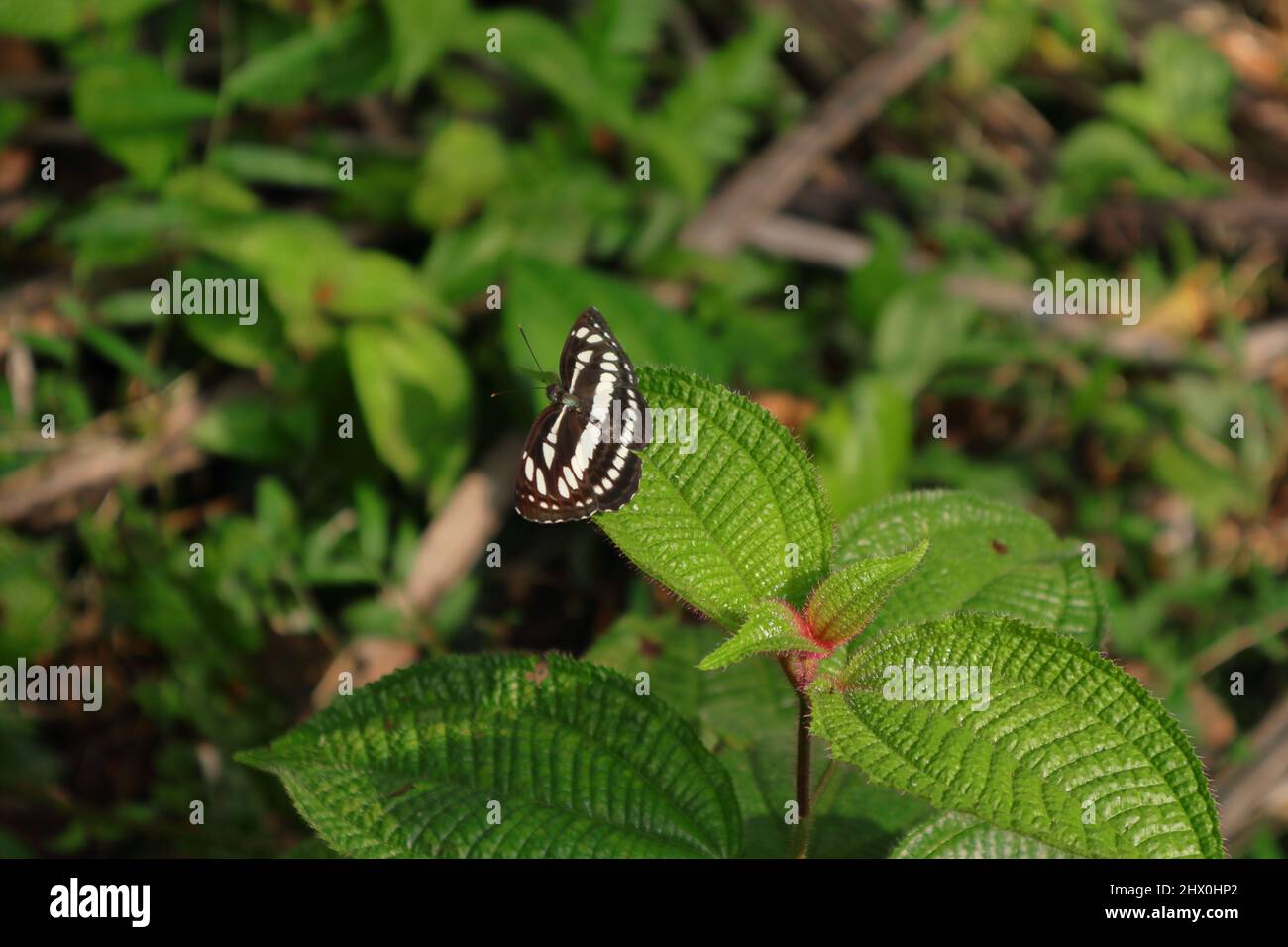 Ein gewöhnlicher Segler-Schmetterling, der auf einer Blattspitze einer Miconia Crenata-Unkrautpflanze ruht Stockfoto