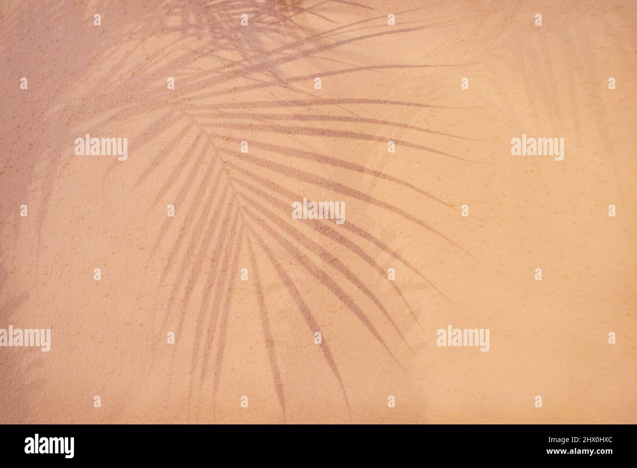 Schatten von Palmwedel an cremefarbenen Wänden, tropisches Sommergefühl Stockfoto