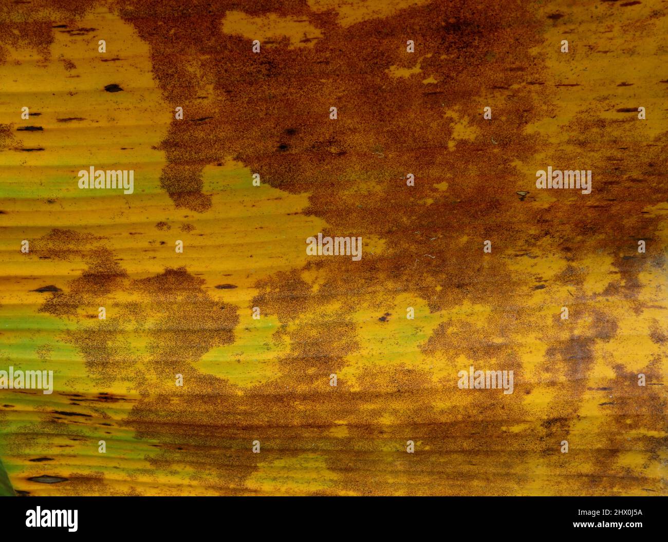 Nahaufnahme einer gelbvergilbten, reifen Bananenblatt-Textur Stockfoto