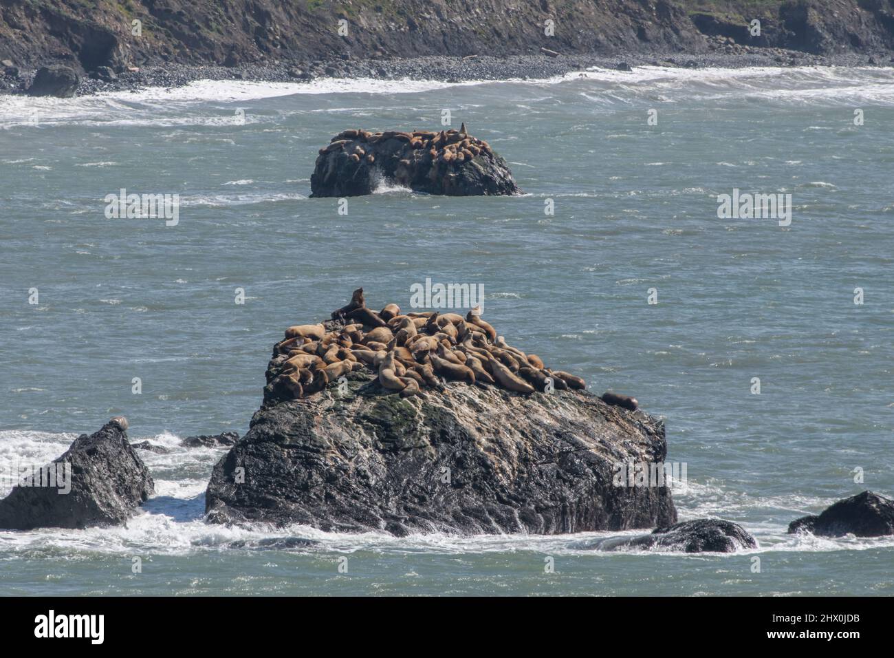 Eine kalifornische Seelöwenkolonie (Zalophus Californianus) entlang des Lost Coast Trail im Humboldt County, Nordkalifornien, USA. Stockfoto