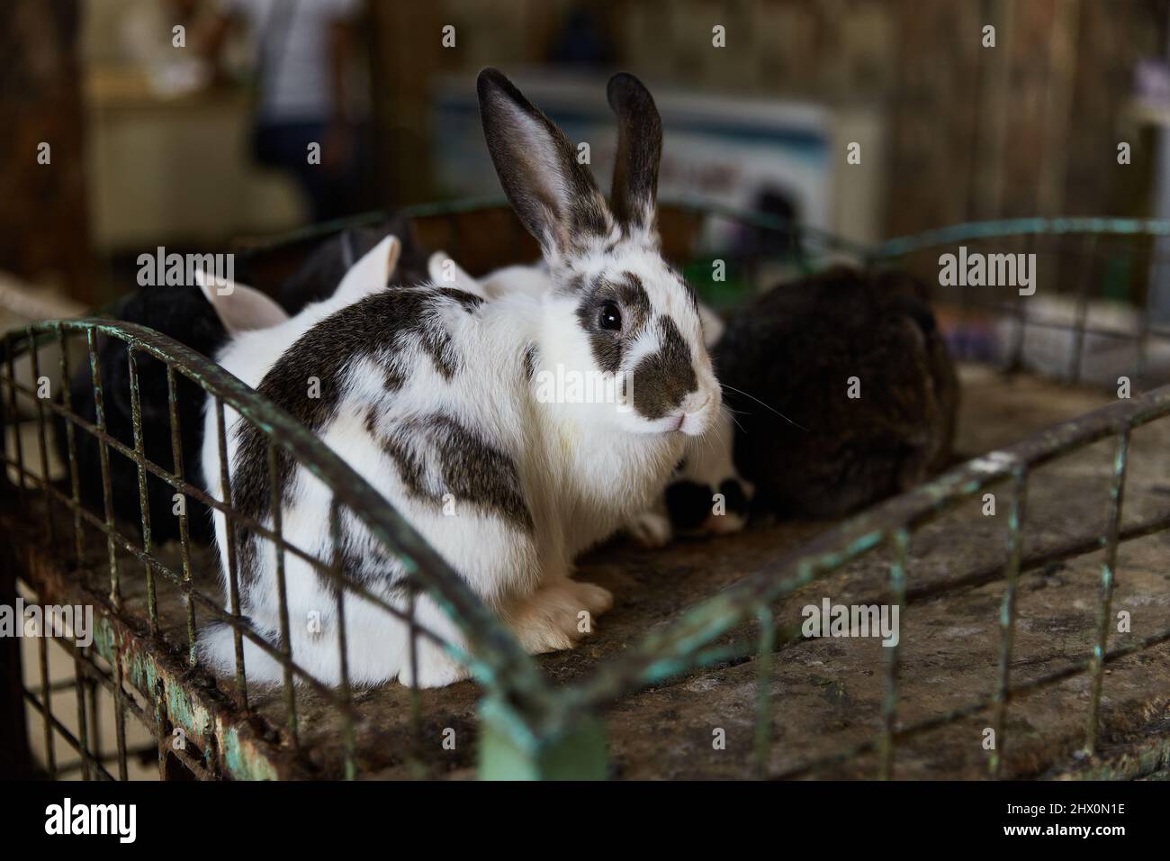 Kaninchen in einem Käfig zum Verkauf an der Theke des authentischen ägyptischen Marktes Stockfoto