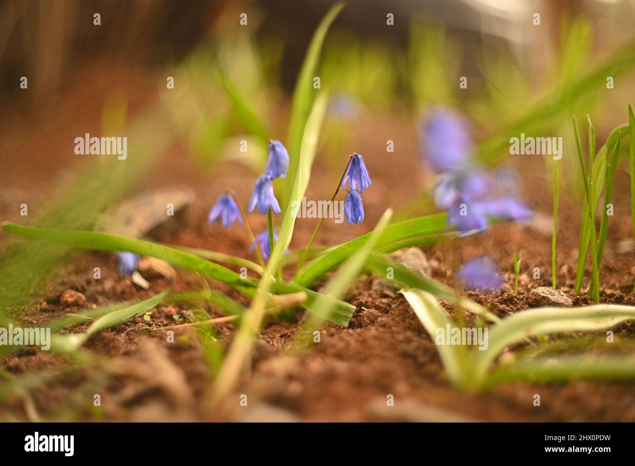 Frühlings-Primeln aus der Nähe auf einem grünen Hintergrund. Stockfoto