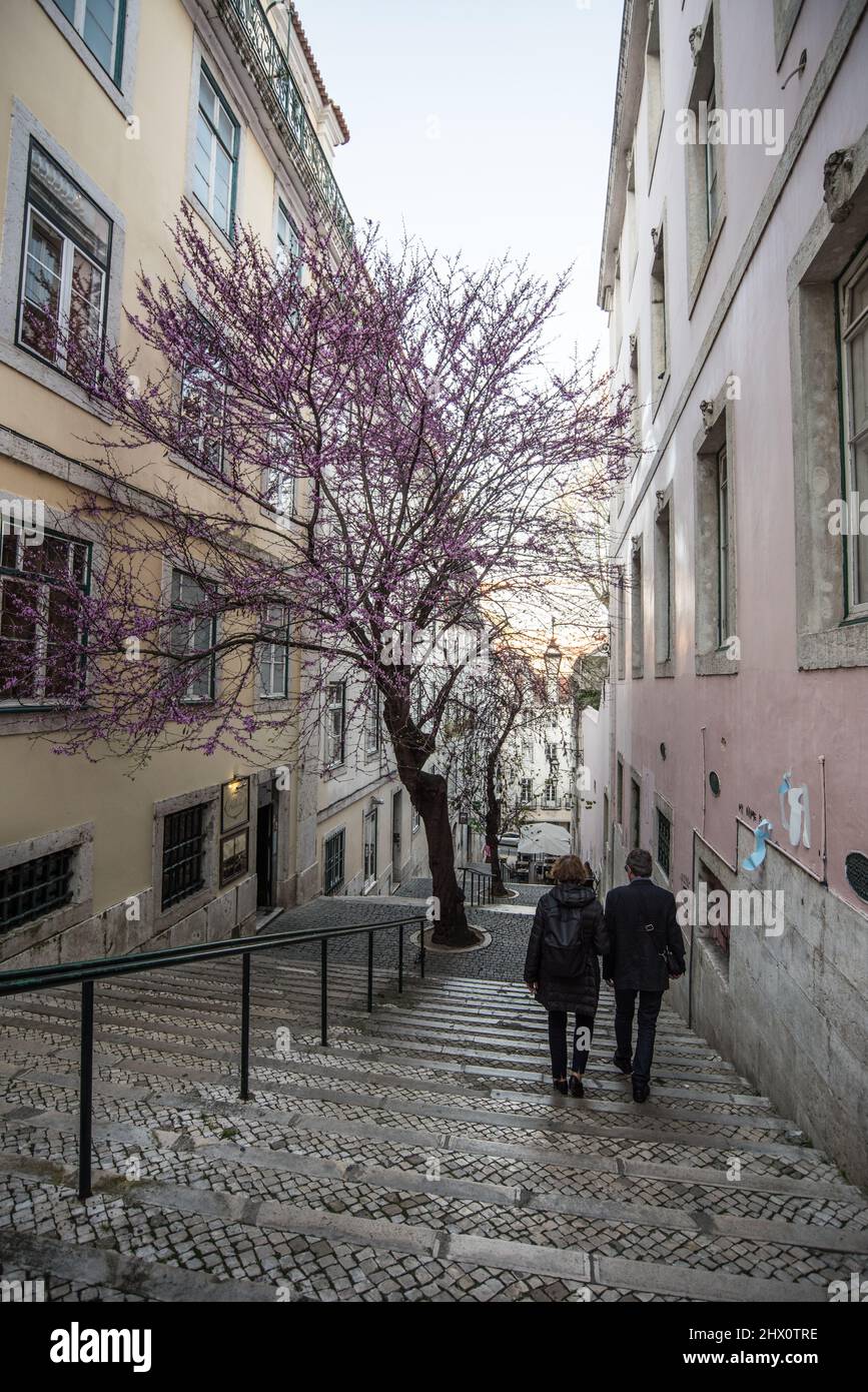 2 Frauen gehen im März 2017 von einem Baum mit Kirschblüte weg Stockfoto