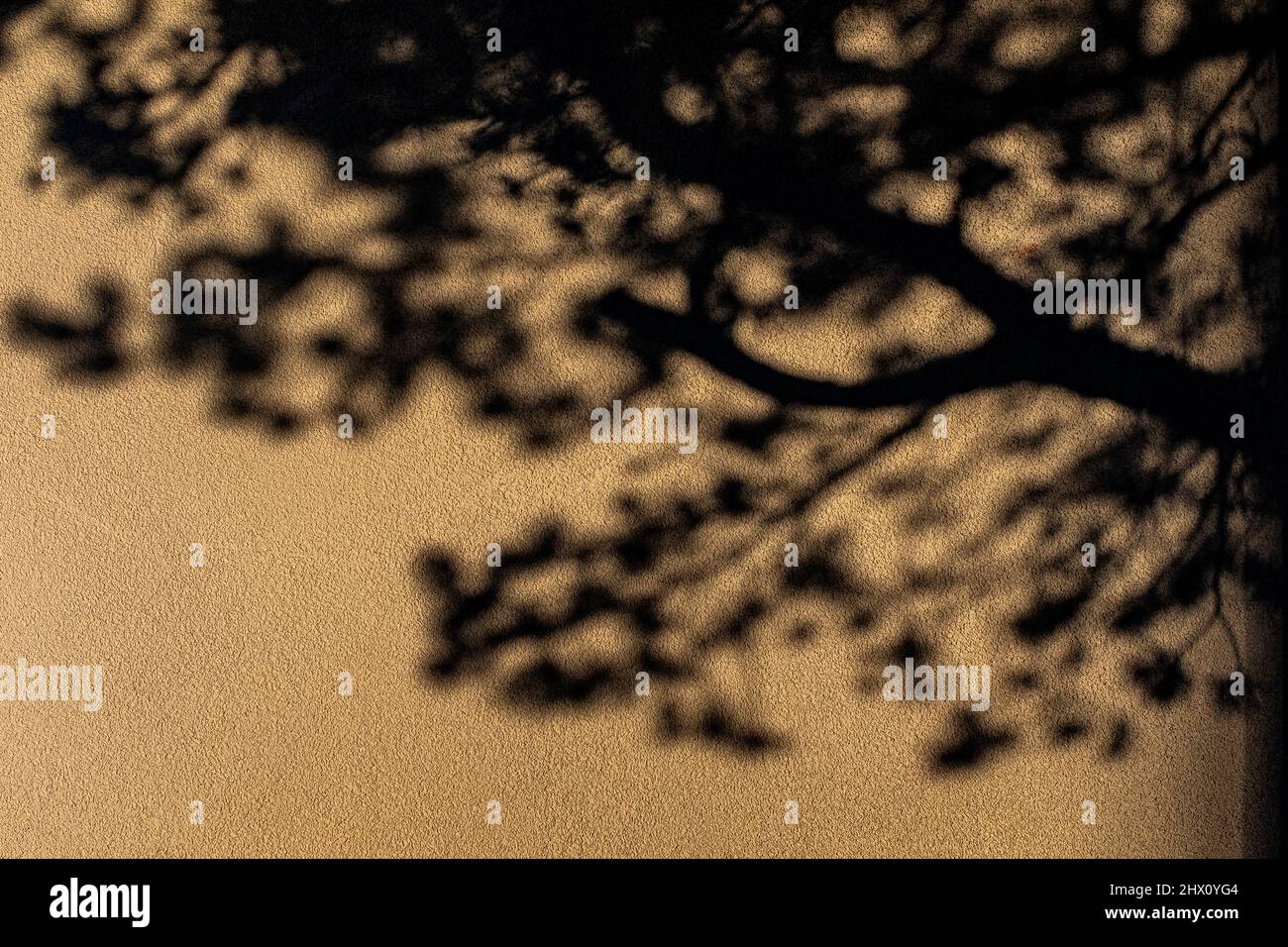 Stuckfassade mit Baumschatten in Albuquerque, New Mexico Stockfoto