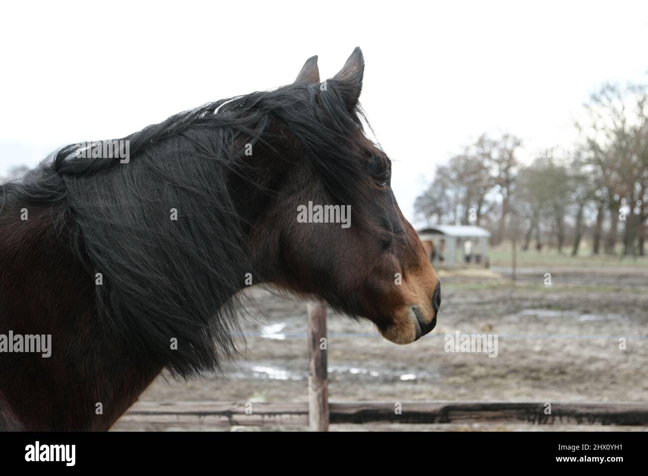 Kopf eines braunen Pferdes als Seitenansicht Stockfoto