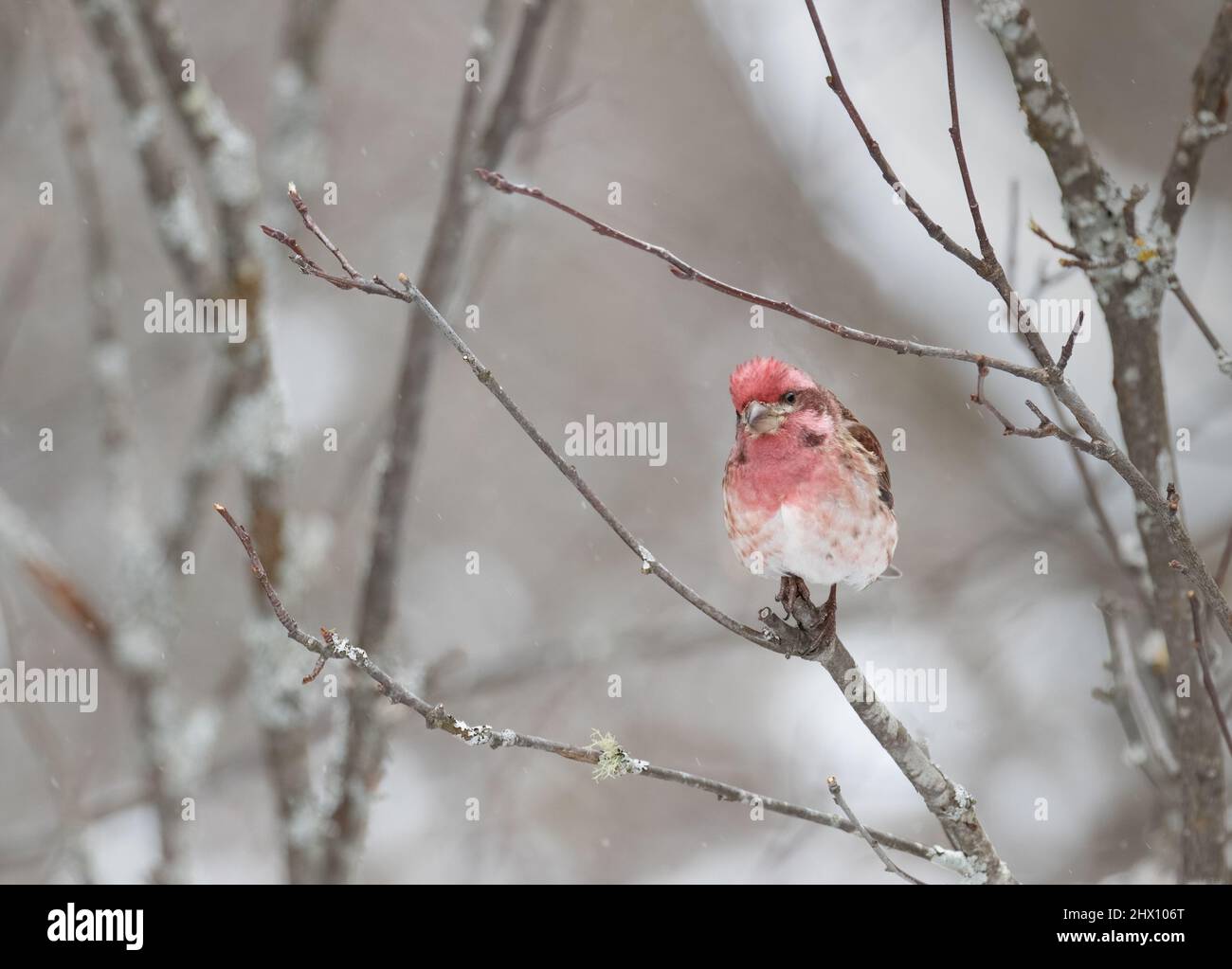 Ein kleiner Purple Finch im Wald im März im Algonquin Park Ontario Stockfoto