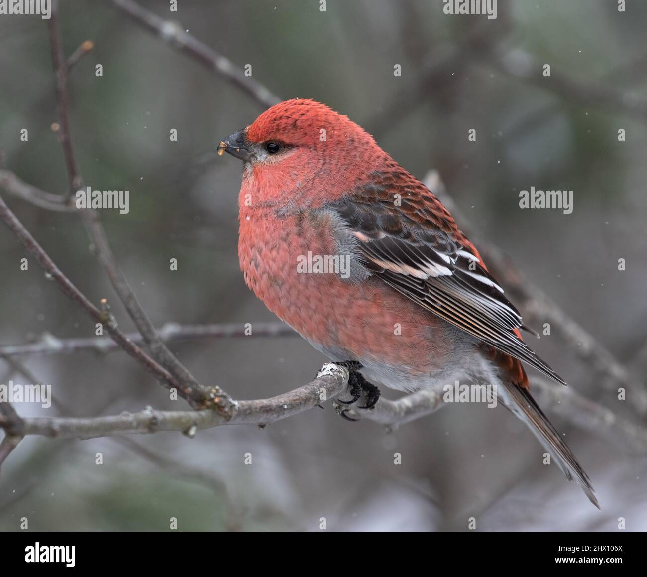 Ein Weißer-geflügelter Kreuzschnabel ( Loxia leucoptera ) in einem Baum im Algonquin Park Ontario im Winter Stockfoto