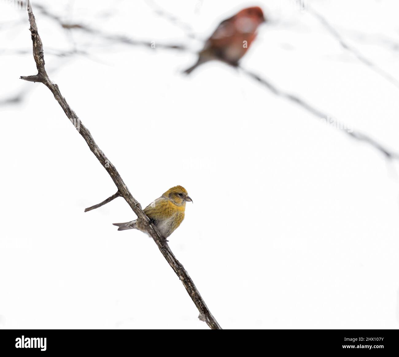 Ein weiblicher Weißer-geflügelter Kreuzschnabel ( Loxia leucoptera ) in einem Baum im Algonquin Park Ontario im Winter Stockfoto