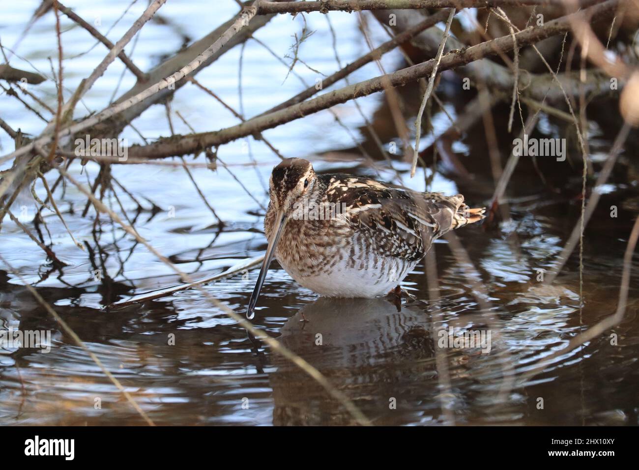 Wilsons Schnepfe oder Gallinago delicata, die im seichten Wasser unter einem kleinen Baum auf der Uferfarm in Arizona nach Nahrung sucht. Stockfoto