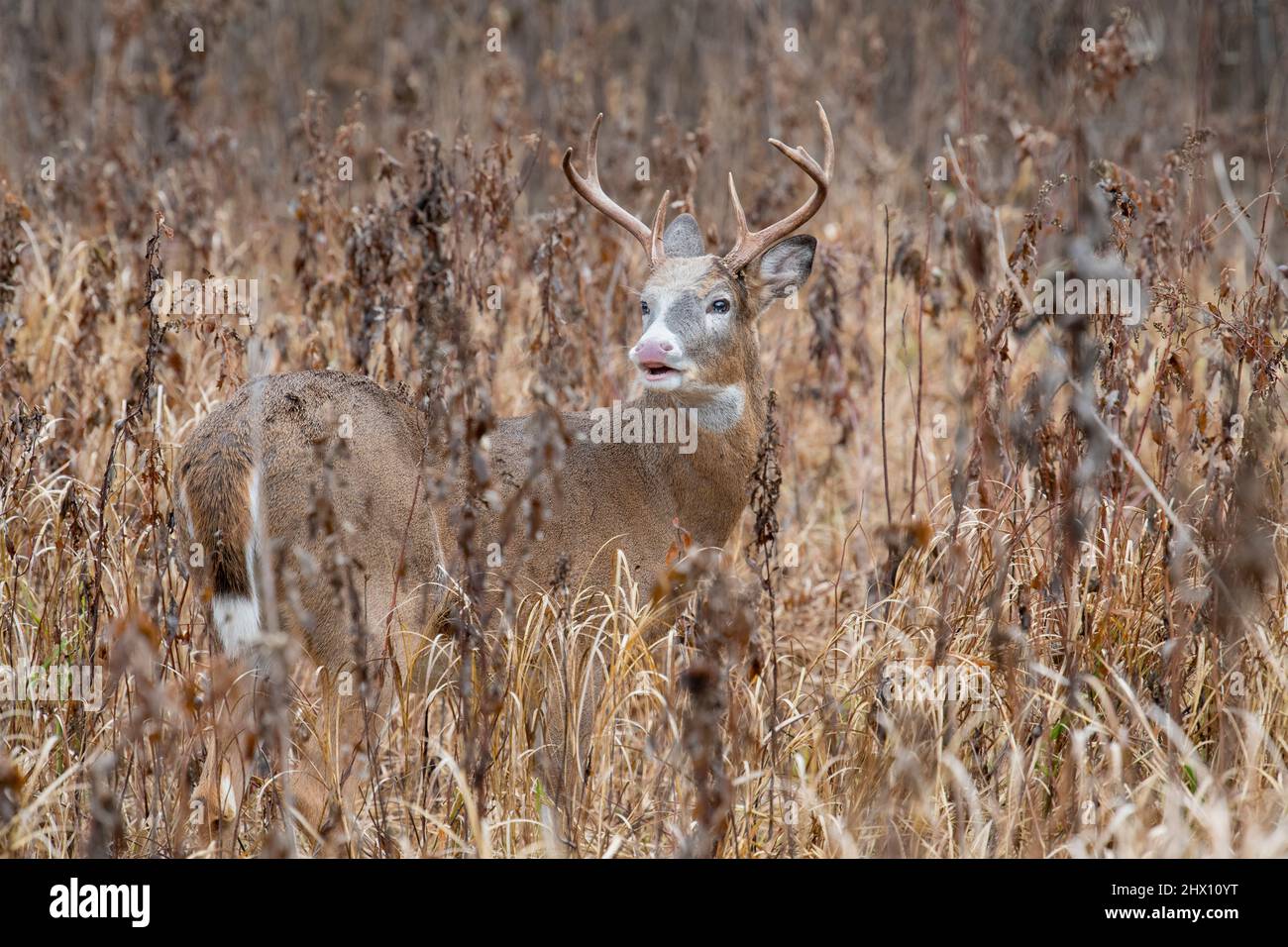 Weißschwanzhirsch (Odocoileus virginianus). Fort Snelling State Park, Minnesota. Anfang Dezember. Stockfoto