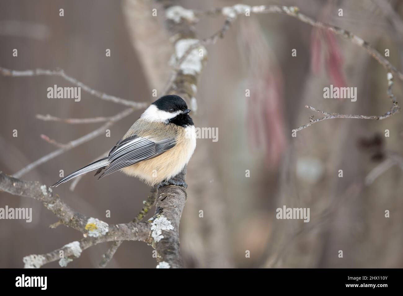 Schwarzdeckelkicherling (Parus atricapillus), Winter, E Nordamerika, von Dominique Braud/Dembinsky Photo Assoc Stockfoto Schwarzdeckelkicherling (Parus atricapillus), Winter, E Nordamerika, von Dominique Braud/Dembinsky Photo Assoc Stockfoto