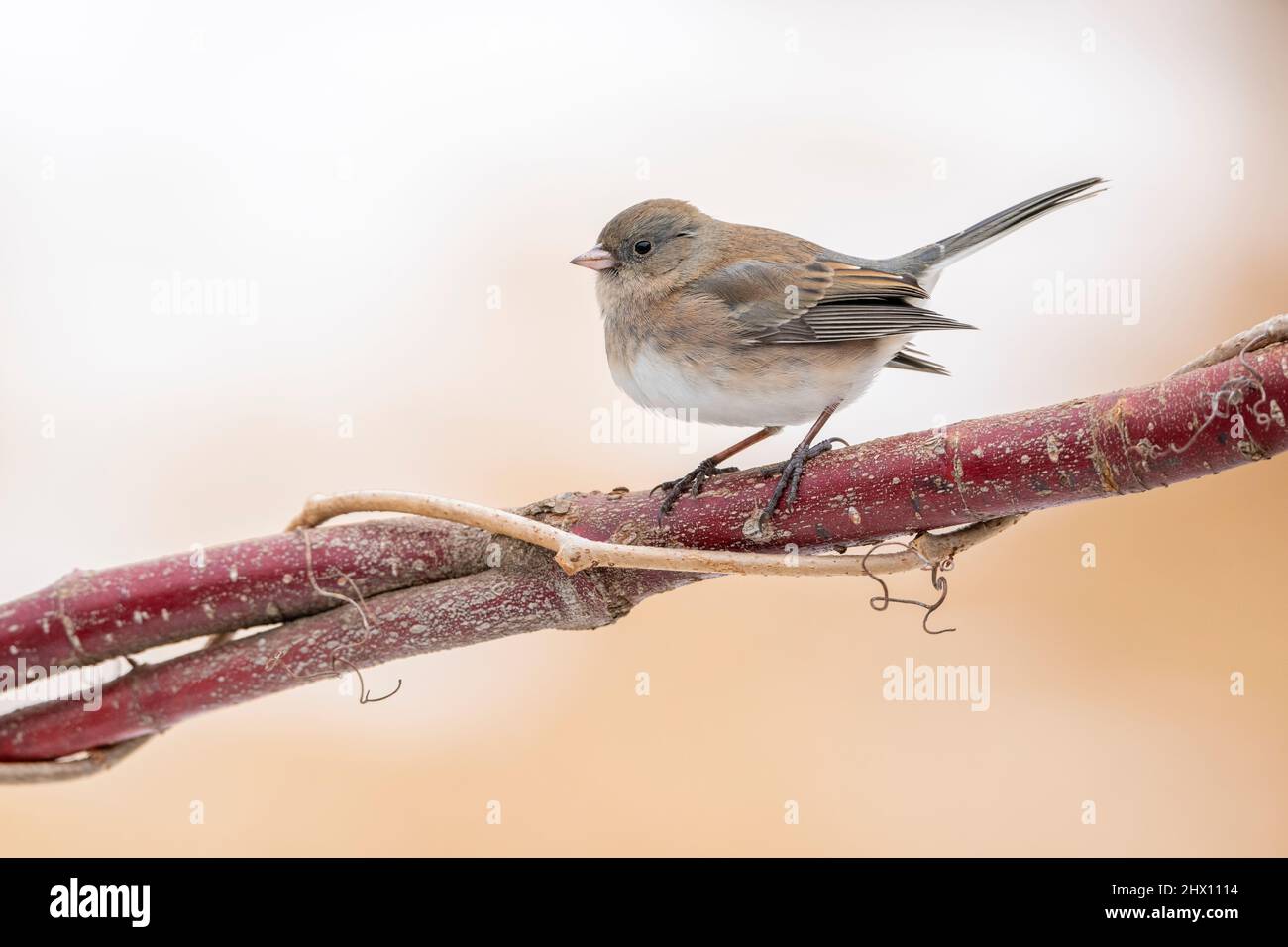 Dunkeläugiger Junco (Junco hyemalis), unreif, sitzend, Winter, E Nordamerika, Von Dominique Braud/Dembinsky Photo Assoc Stockfoto