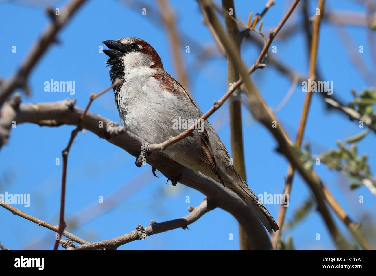 Männliche Haussparrow oder Passer Domesticus singen auf der Uferfarm in Arizona. Stockfoto