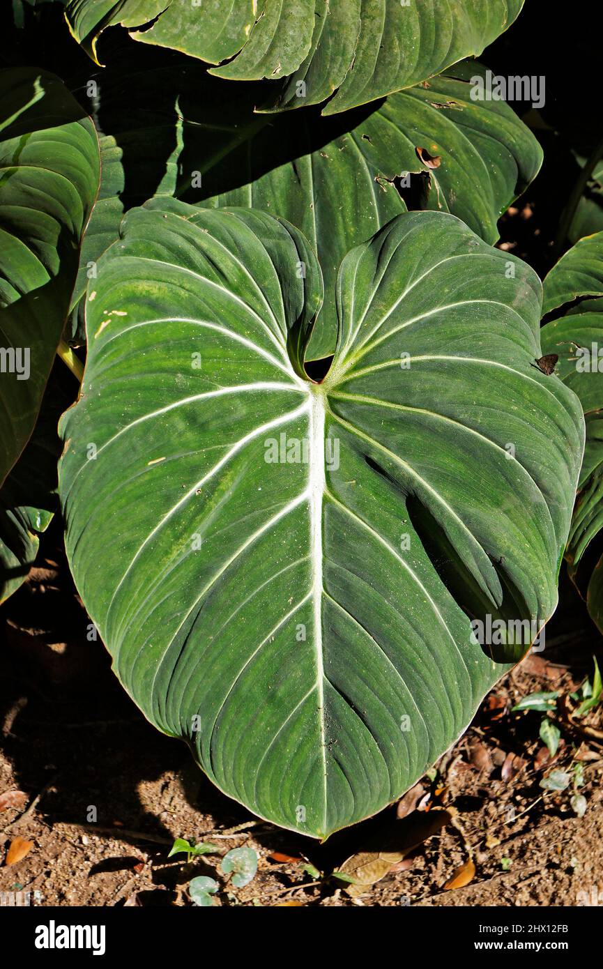 Tropisches Laub (Philodendron gloriosum) im Garten Stockfoto