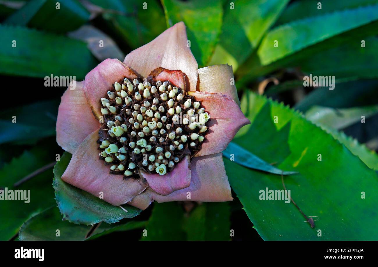 Bromelienblüte (Edmundoa lindenii) im tropischen Garten, Rio Stockfoto