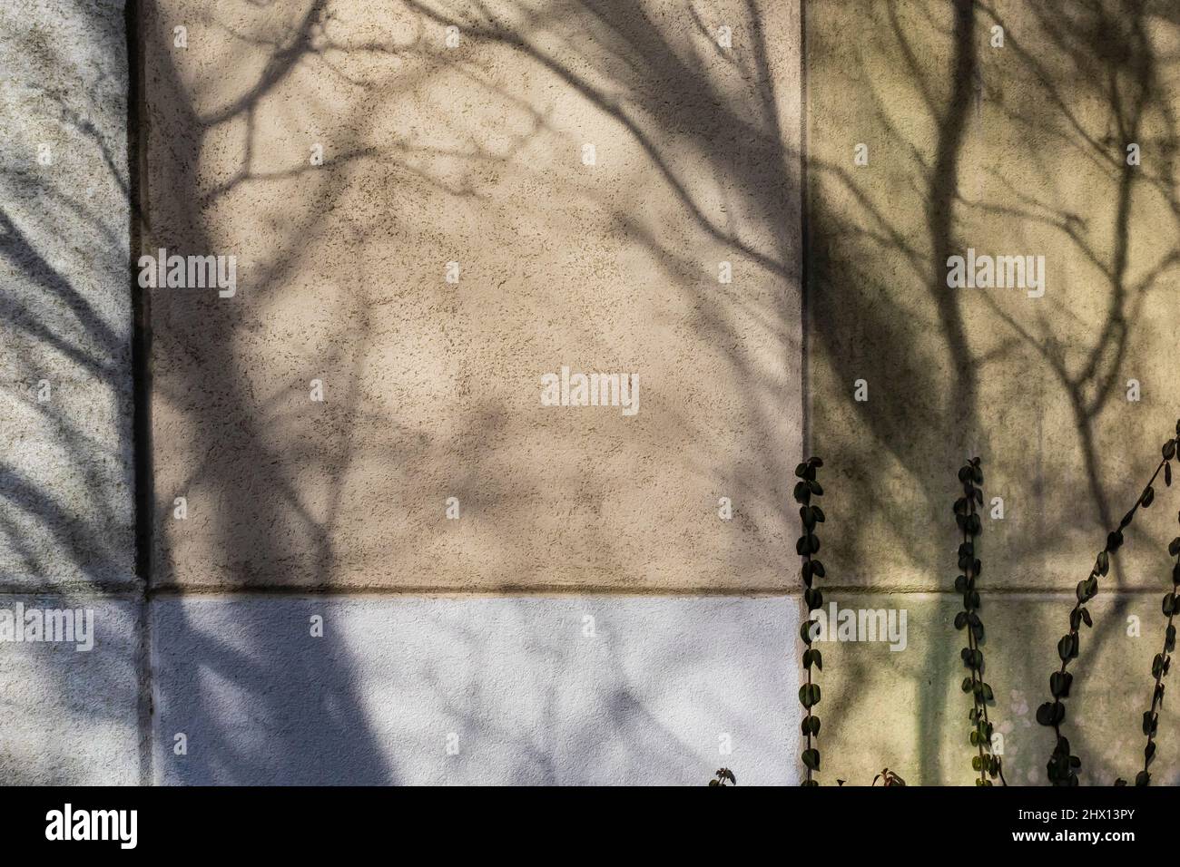 Winterbaumschatten fallen über eine Mauer in der Innenstadt von Battle Creek, Michigan, USA [Keine Eigentumsfreigabe; nur redaktionelle Lizenzierung] Stockfoto