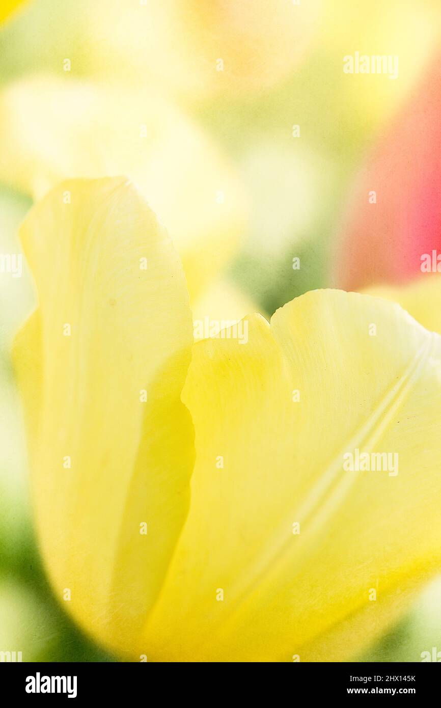 Frühlings-Tulpen in voller Blüte Stockfoto