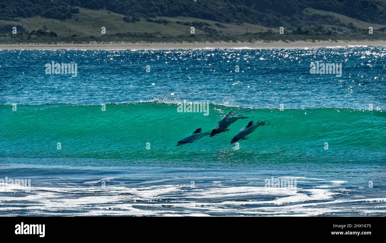 Delfine, Surfen in der Porpoise Bay, den Catlins, Südinsel, Neuseeland. Die Delfine, ein Cetacean, sind endemisch und gefährdet. Stockfoto
