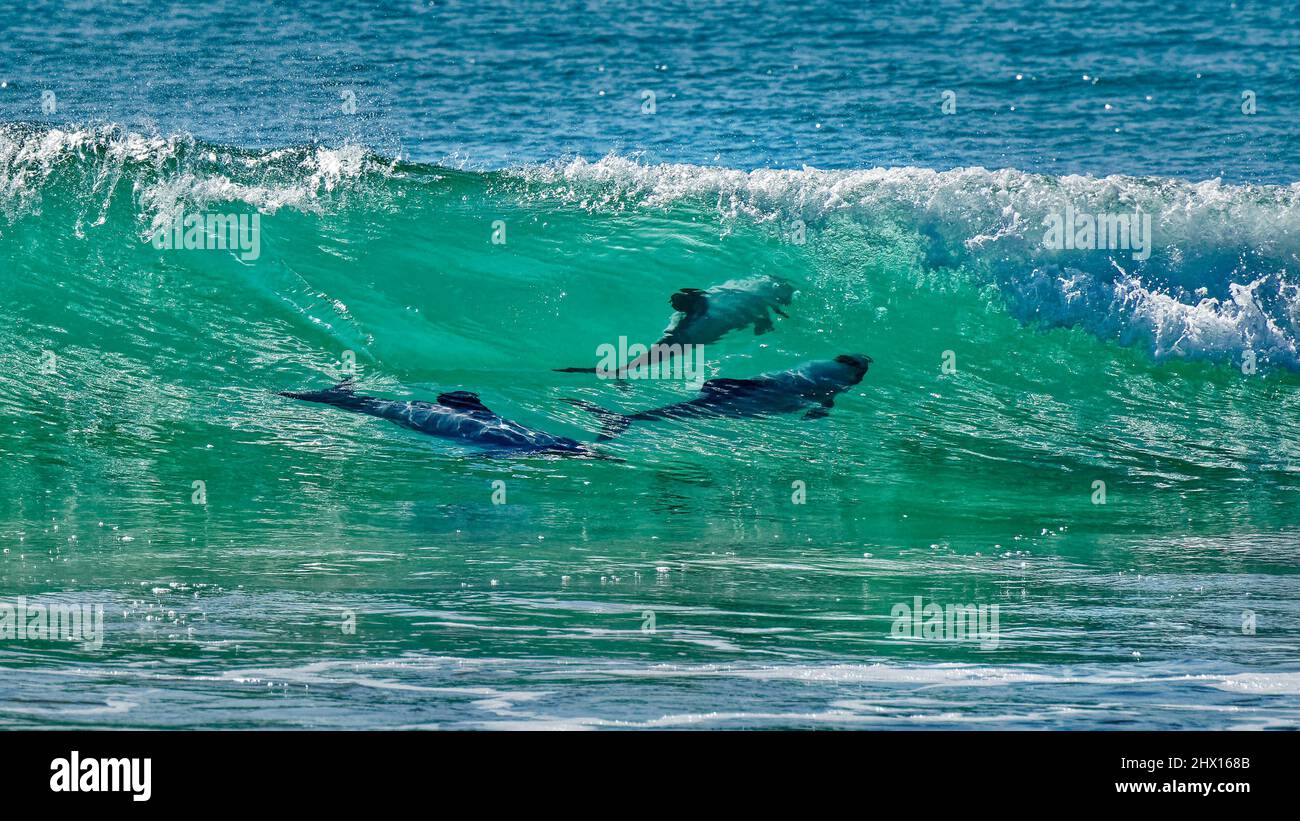 Delfine, Surfen oder Wellenreiten in Porpoise Bay, den Catlins, Südinsel, Neuseeland. Die Delfine, die sich in der Nähe befinden, sind endemisch und gefährdet. Stockfoto