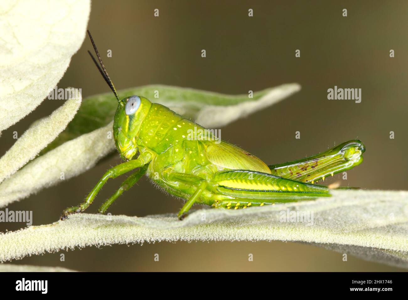 Riesige Grasshopper, Valanga irregularis. Auch bekannt als Giant Valanga oder Hedge Grasshopper. Leuchtend grüne letzte Instarnymphe. Coffs Harbour, NSW, Australien Stockfoto