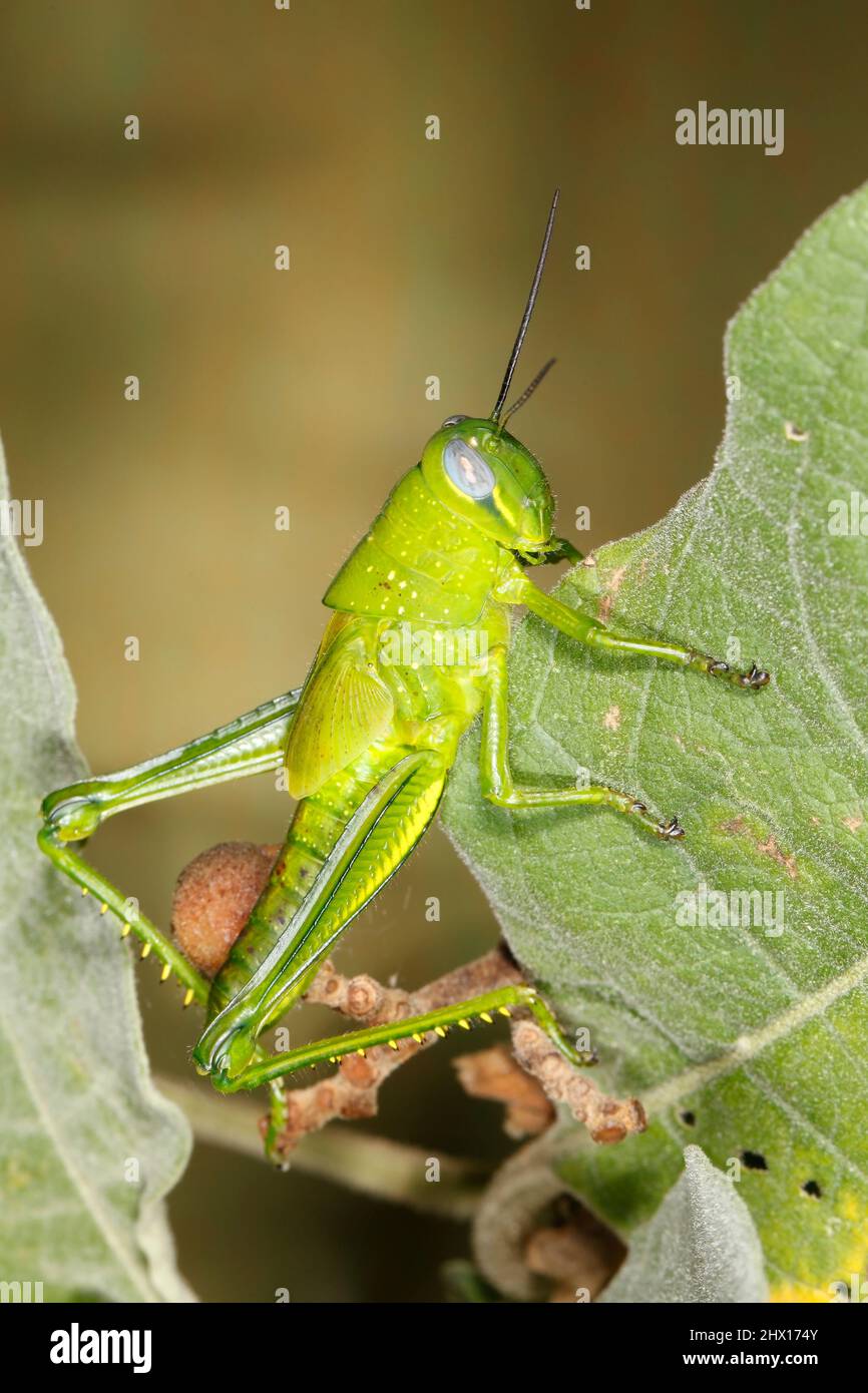 Riesige Grasshopper, Valanga irregularis. Auch bekannt als Giant Valanga oder Hedge Grasshopper. Leuchtend grüne letzte Instarnymphe. Coffs Harbour, NSW, Australien Stockfoto