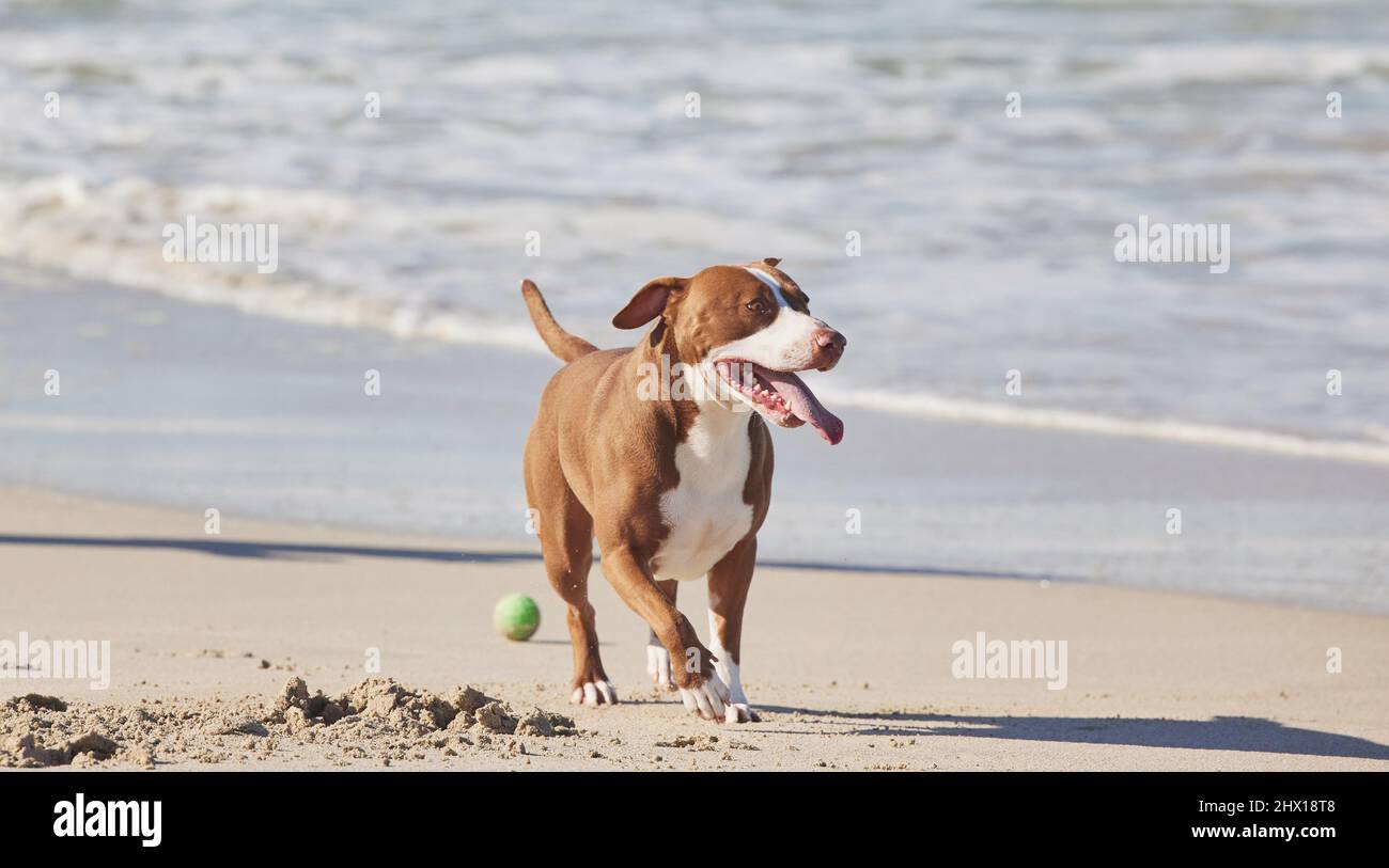 Abenteuer, ich höre dich rufen. Aufnahme eines entzückenden Boxenbullen, der einen Tag am Strand genießt. Stockfoto