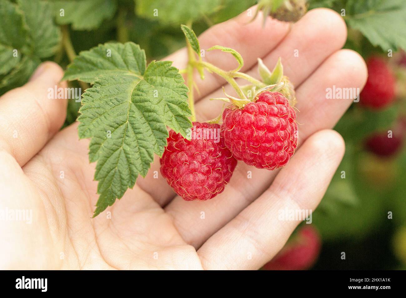 Rote reife Himbeeren verzweigen sich auf weibliche Palme auf grünen Blättern im Hintergrund, Sommertag. Hallo Sommer, köstliche Ernte Stockfoto