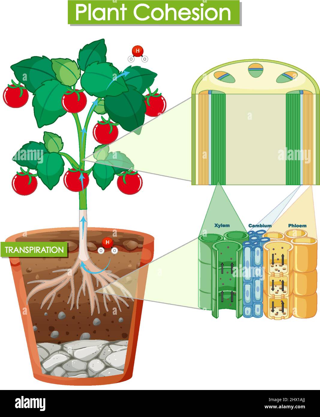 Abbildung des Pflanzenzusammenhalts Stock Vektor