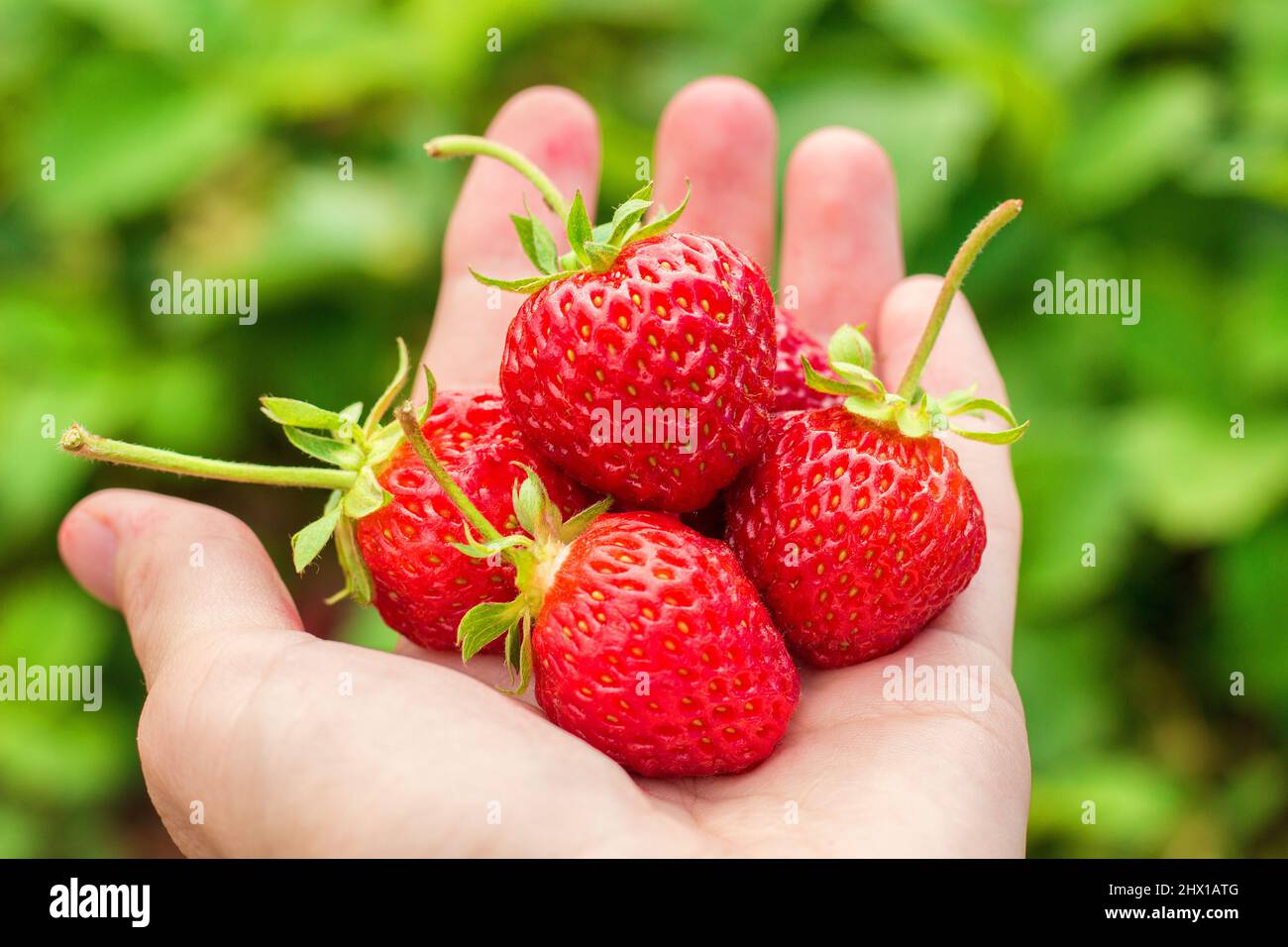 Rote reife Erdbeere auf weiblicher Palme auf grünem Hintergrund. Hallo Sommer, leckere Ernte Stockfoto