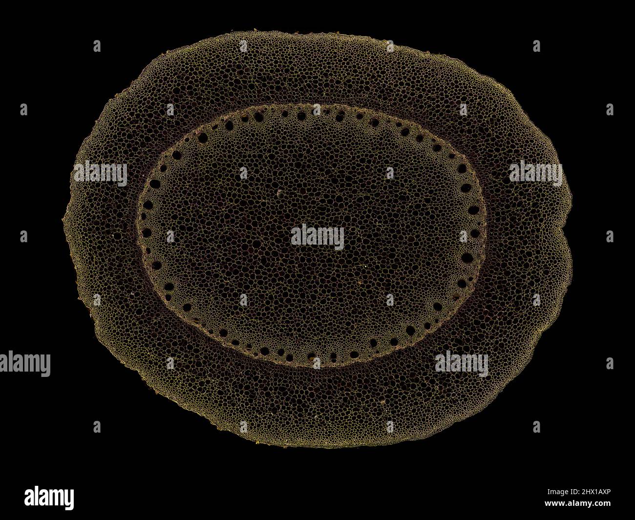 Schnittschnitt eines Pflanzenstamms unter dem Mikroskop – mikroskopische Ansicht von Pflanzenzellen für die botanische Ausbildung – hohe Qualität Stockfoto