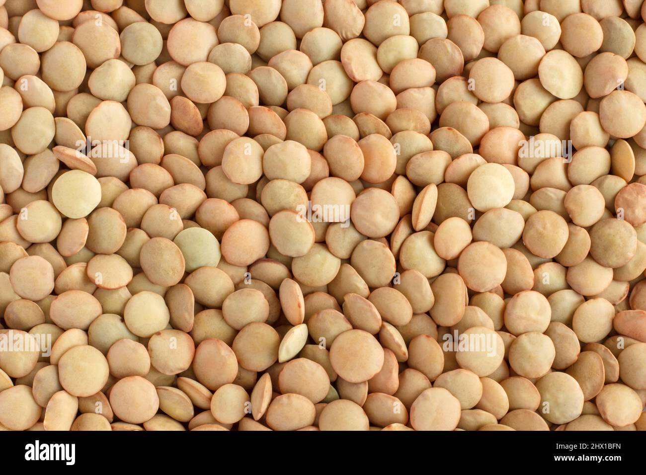 Linsen braun Nahaufnahme. Blick von oben. Hintergrund, Textur. Das Konzept der richtigen Ernährung und einer gesunden Lebensweise. Stockfoto