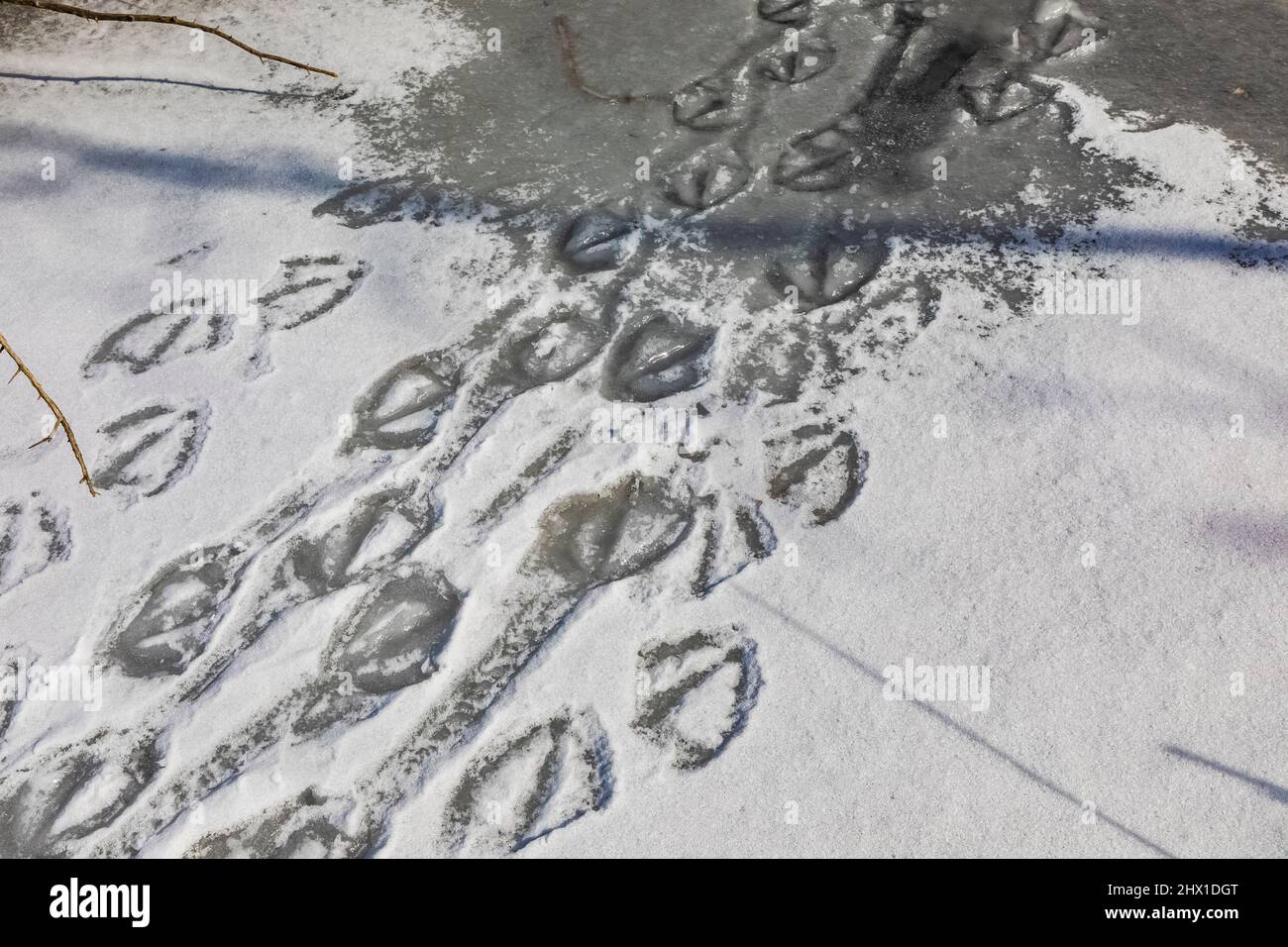 Mute Swan, Cygnus olor, Gleise, die den verschneiten Hall Lake in Calhoun County, Michigan, USA, durchqueren Stockfoto