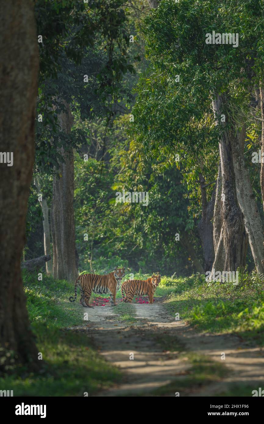 Tiger auf rotem Teppich im Kaziranga National Park, Assam in Indien Stockfoto