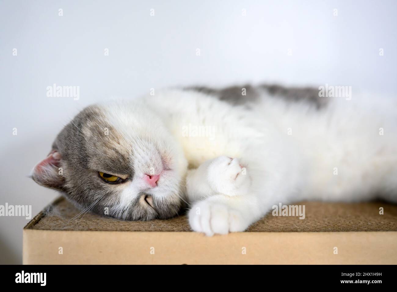 Niedliches Katzenmädchen schlafend Naughty auf einem Karton hinter dem Haus ist eine weiße Wand. Entspannte Atmosphäre. Schottische Falte Katze. Fokus auf das Gesicht. Halber sid Stockfoto